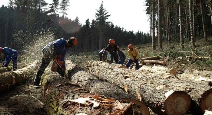 PG Bison takes action to support fair trade, local jobs and the forestry value chain