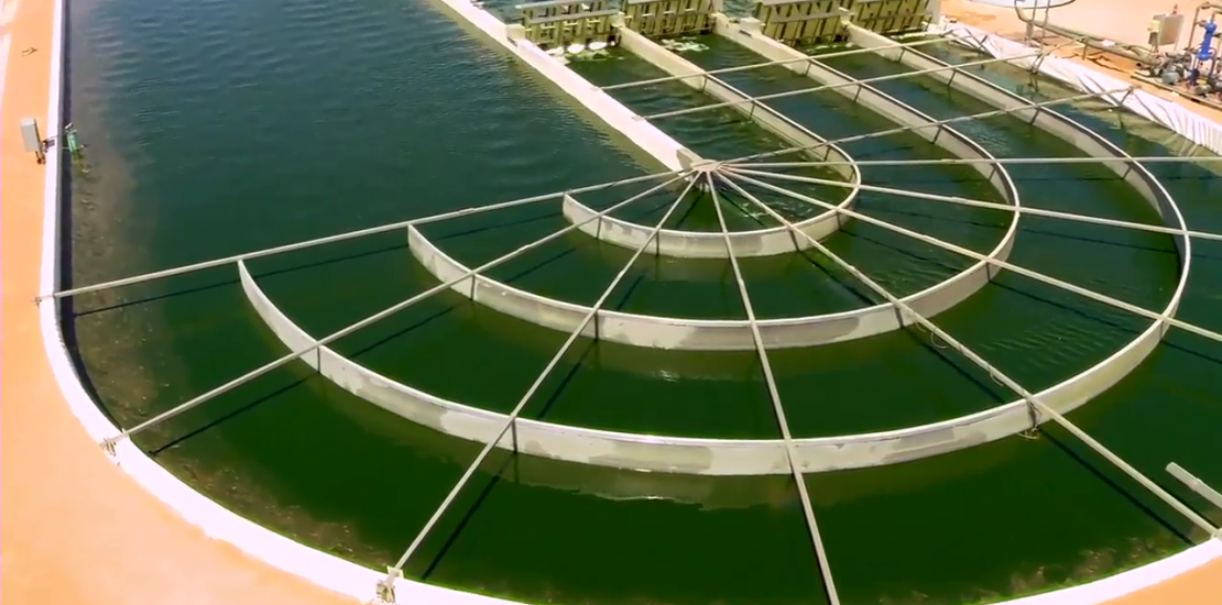 UK firm said to plan $440m algae farm in Oman