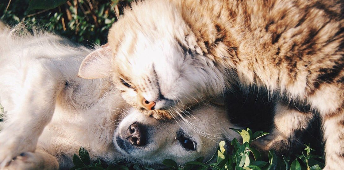 Covid-19: Looking after pets during times of coronavirus