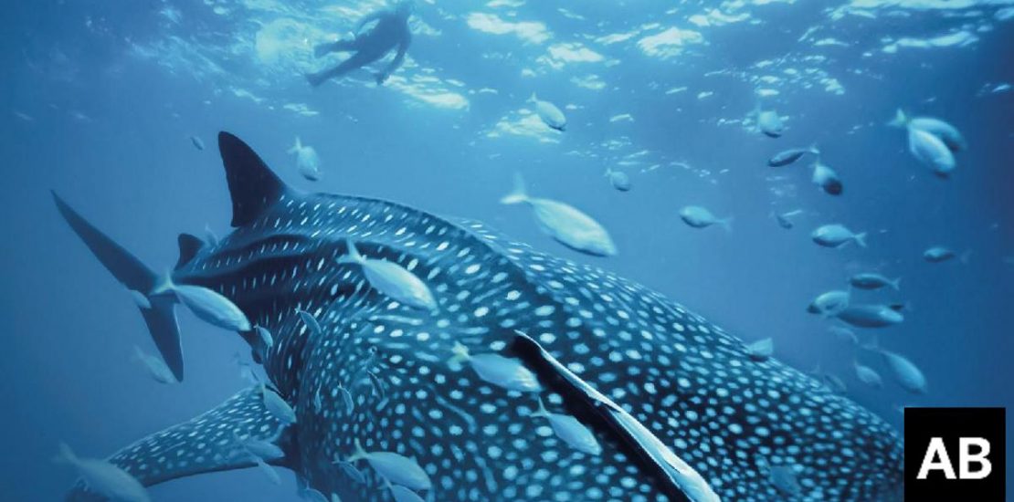 UAE completes first phase of wildlife conservation red list