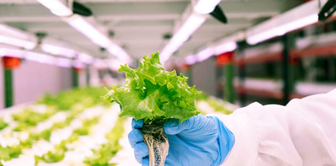 Abu Dhabi reveals plan to build world's largest indoor farm