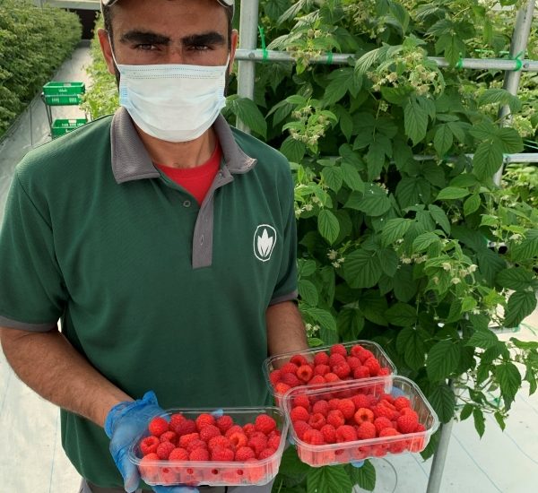 Driscoll's and Global farms partner up to grow raspberries in the UAE