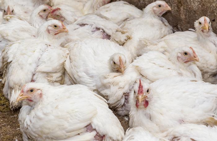 UAE mulls price cap on some foods as global crop costs soars